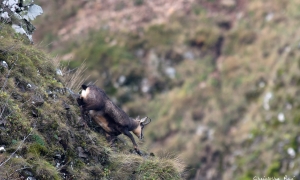 Troncais-Nature Rut du chamois