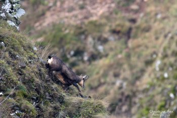 Troncais-Nature Rut du chamois