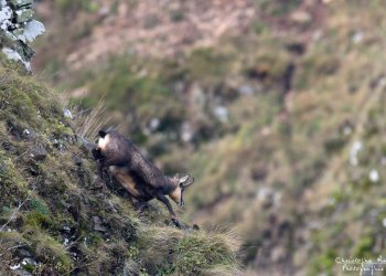Troncais-Nature Rut du chamois