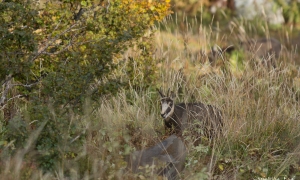 Troncais-Nature Rut du chamois