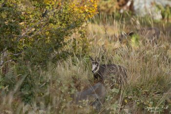 Troncais-Nature Rut du chamois