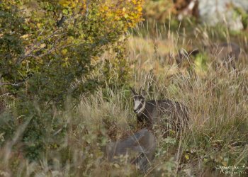 Troncais-Nature Rut du chamois