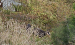 Troncais-Nature Rut du chamois