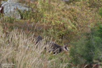 Troncais-Nature Rut du chamois