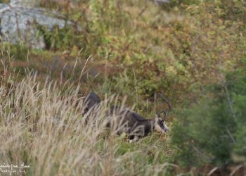 Troncais-Nature Rut du chamois