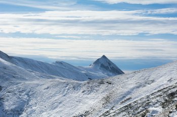 Troncais-Nature Rut du chamois