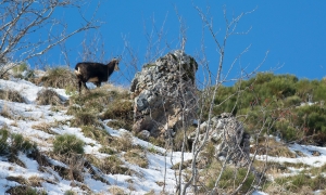Troncais-Nature Rut du chamois