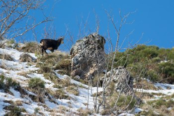 Troncais-Nature Rut du chamois
