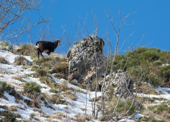 Troncais-Nature Rut du chamois
