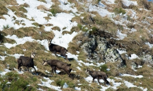 Troncais-Nature Rut du chamois