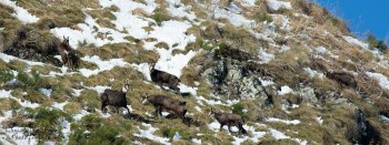 Troncais-Nature Rut du chamois