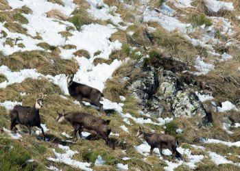 Troncais-Nature Rut du chamois