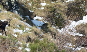 Troncais-Nature Rut du chamois