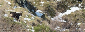 Troncais-Nature Rut du chamois