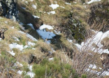 Troncais-Nature Rut du chamois