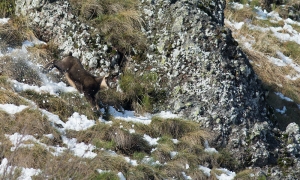 Troncais-Nature Rut du chamois