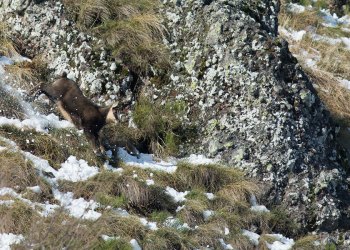 Troncais-Nature Rut du chamois