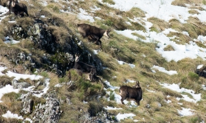 Troncais-Nature Rut du chamois