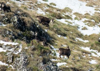Troncais-Nature Rut du chamois