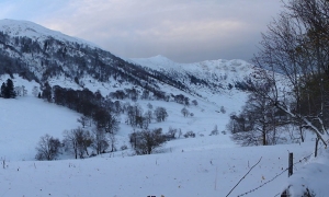Troncais-Nature Rut du chamois