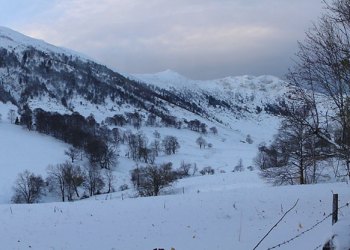 Troncais-Nature Rut du chamois