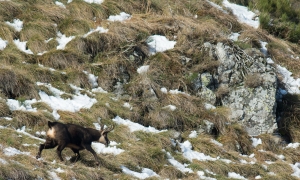 Troncais-Nature Rut du chamois
