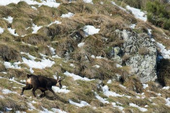 Troncais-Nature Rut du chamois