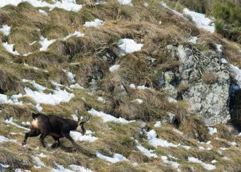 Troncais-Nature Rut du chamois