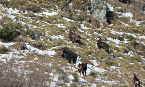 Troncais-Nature Rut du chamois