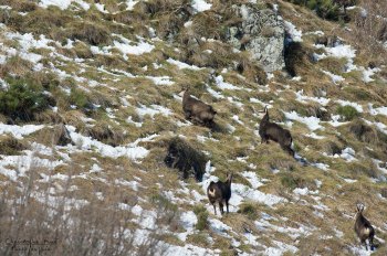 Troncais-Nature Rut du chamois