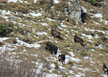 Troncais-Nature Rut du chamois