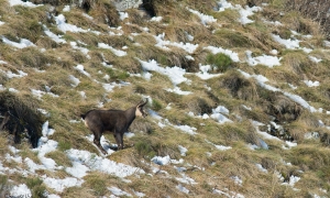 Troncais-Nature Rut du chamois