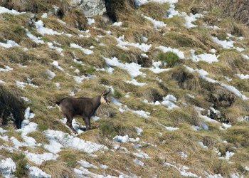 Troncais-Nature Rut du chamois