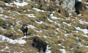Troncais-Nature Rut du chamois