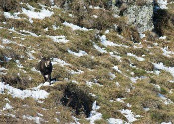 Troncais-Nature Rut du chamois