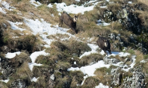 Troncais-Nature Rut du chamois