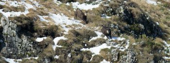 Troncais-Nature Rut du chamois