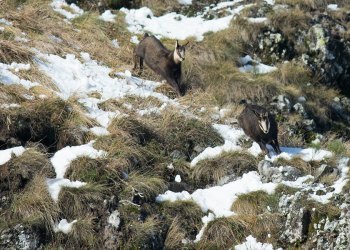 Troncais-Nature Rut du chamois