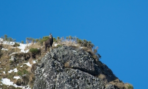 Troncais-Nature Rut du chamois