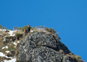 Troncais-Nature Rut du chamois