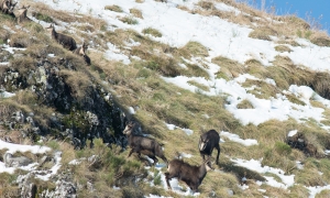 Troncais-Nature Rut du chamois