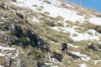 Troncais-Nature Rut du chamois