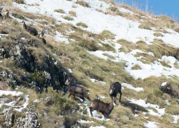 Troncais-Nature Rut du chamois