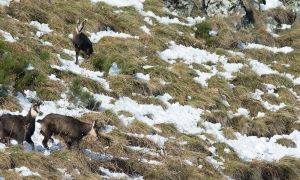 Troncais-Nature Rut du chamois