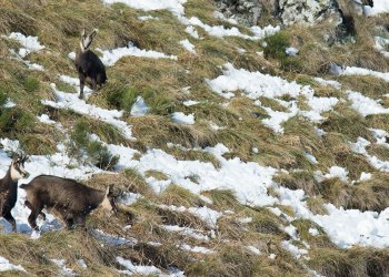 Troncais-Nature Rut du chamois
