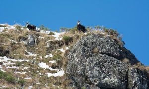 Troncais-Nature Rut du chamois