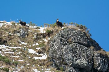 Troncais-Nature Rut du chamois
