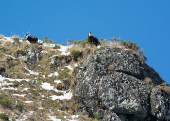 Troncais-Nature Rut du chamois