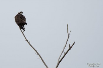 Balbuzard pêcheur, Rivière Allier