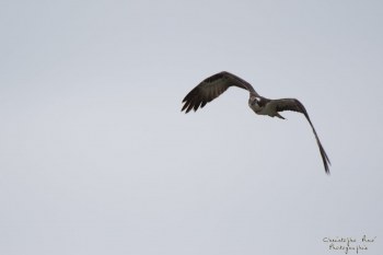 Balbuzard pêcheur, Rivière Allier